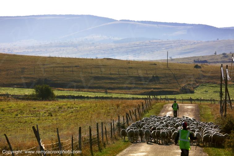 Causse M�jean Drigas transhumance Loz�re Languedoc-Roussillon Occitanie France www.remylacroixphoto.com