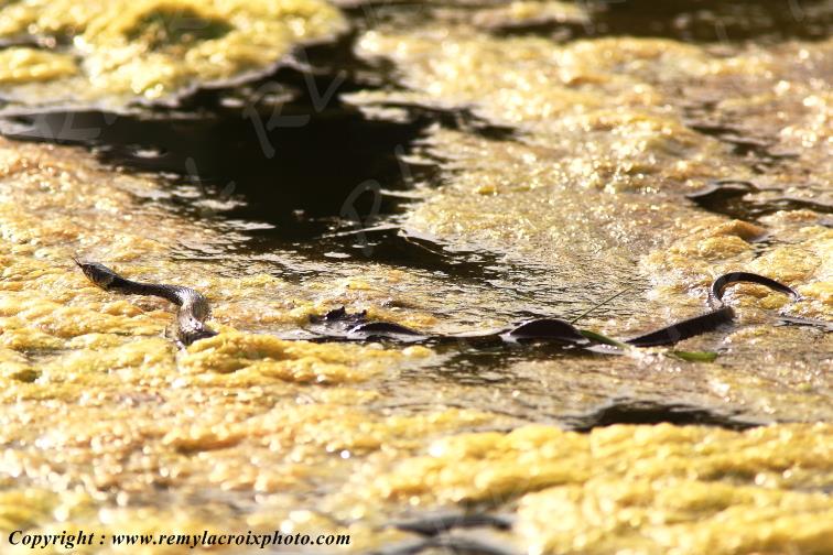 Couleuvre � collier parc naturel r�gional de la Brenne Indre Berry Centre Val de Loire France