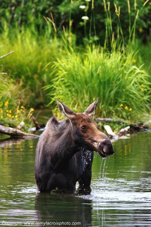 Elan femelle Moose Orignal Grand Teton National Park Wyoming www.remylacroixphoto.com