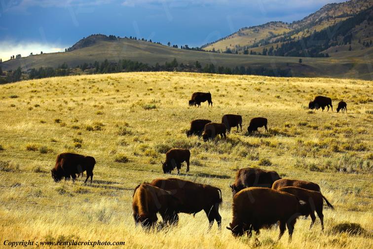 Bisons North American Buffaloes Tower Roosevelt Yellowstone National Park Wyoming USA www.remylacroixphoto.com