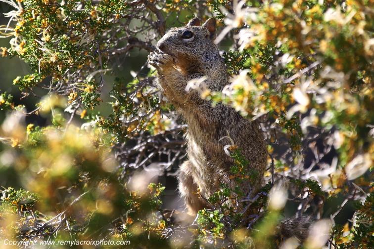 Squirrel Grand Canyon National Park Arizona USA www.remylacroixphoto.com