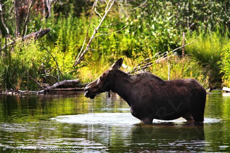 Elan femelle Moose Orignal Grand Teton National Park Wyoming www.remylacroixphoto.com