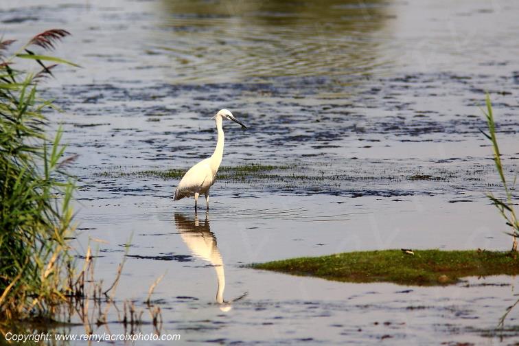 Aigrette garzette parc naturel r�gional de la Brenne Indre Berry Centre Val de Loire France