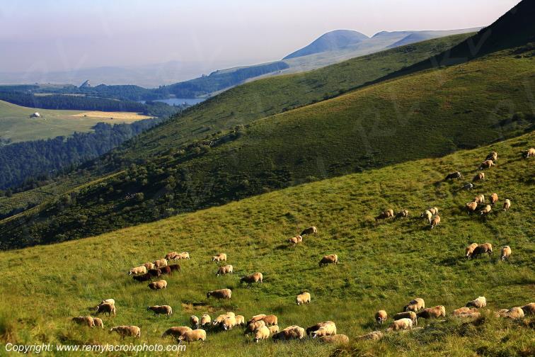 Col de la Croix Saint Robert moutons Puy de D�me Auvergne Rh�ne-Alpes France www.remylacroixphoto.com