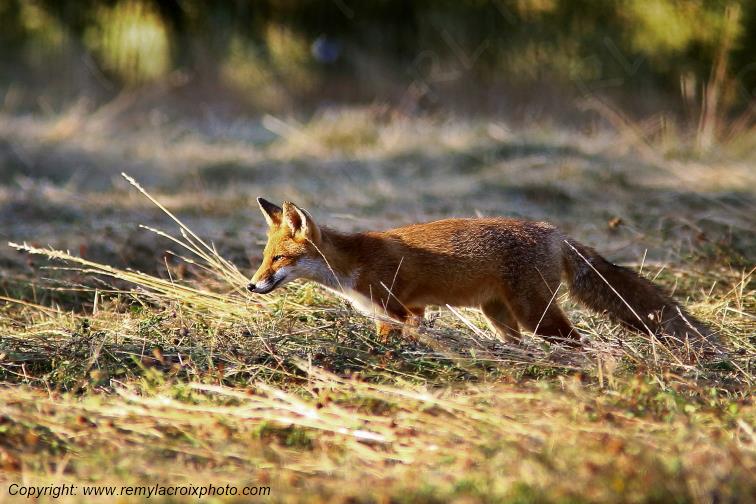 Renard Roux Val de Bouzanne Indre Berry Centre Val de Loire France www.remylacroixphoto.com