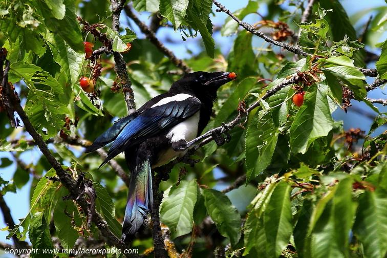 Pie bavarde dans un cerisier Tranzault Indre France www.remylacroixphoto.com