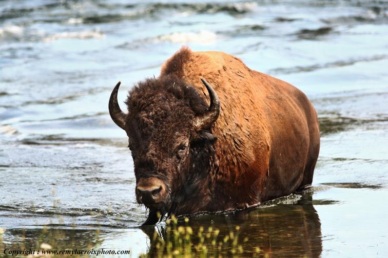 North American Buffaloes Bisons Yellowstone river Wyoming USA www.remylacroixphoto.com