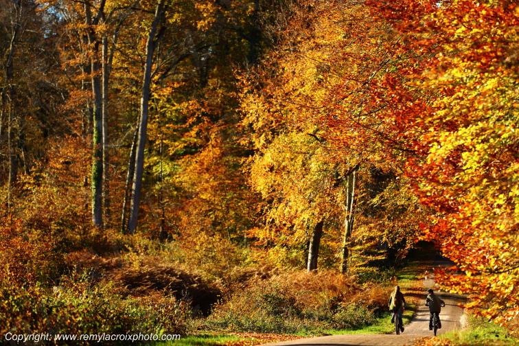 Tron�ais for�t �tang de Pirot Allier Auvergne France