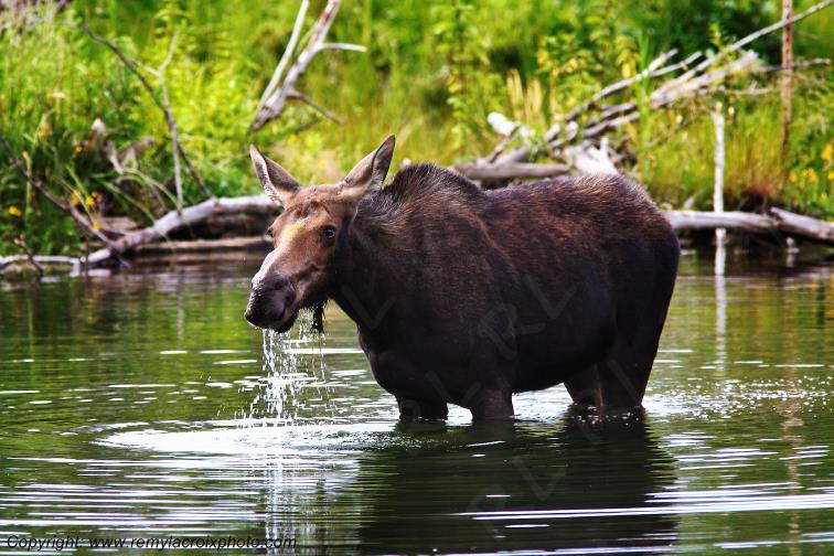 Elan femelle Moose Orignal Grand Teton National Park Wyoming www.remylacroixphoto.com
