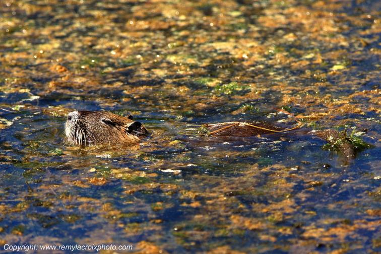 Etang de Cistude ragondin parc naturel r�gional de la Brenne Indre Berry Centre Val de Loire France