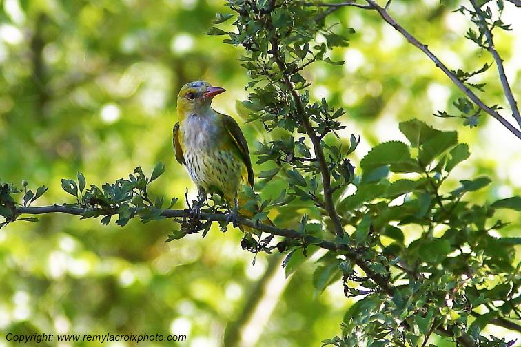 Loriot d'Europe femelle Tranzault Indre France www.remylacroixphoto.com