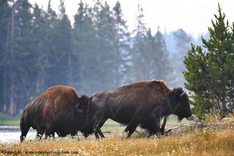 North American Buffaloes Bisons Yellowstone river Wyoming USA www.remylacroixphoto.com