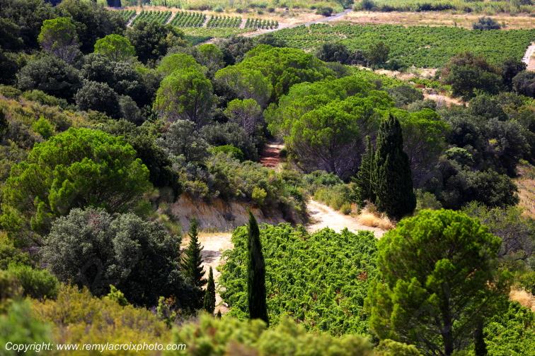 Vignoble du Haut-Fitou Corbi�res Aude France
