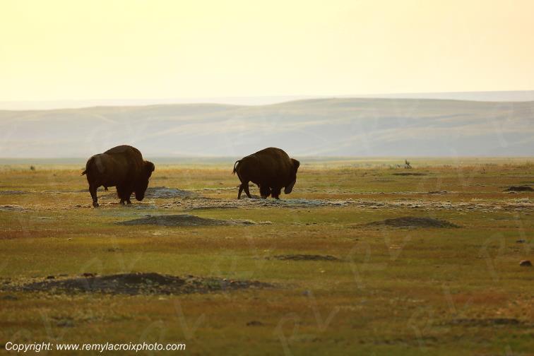 Bisons Buffaloes Grasslands National Park West Great Plains Grandes Plaines Saskatchewan Canada www.remylacroixphoto.com