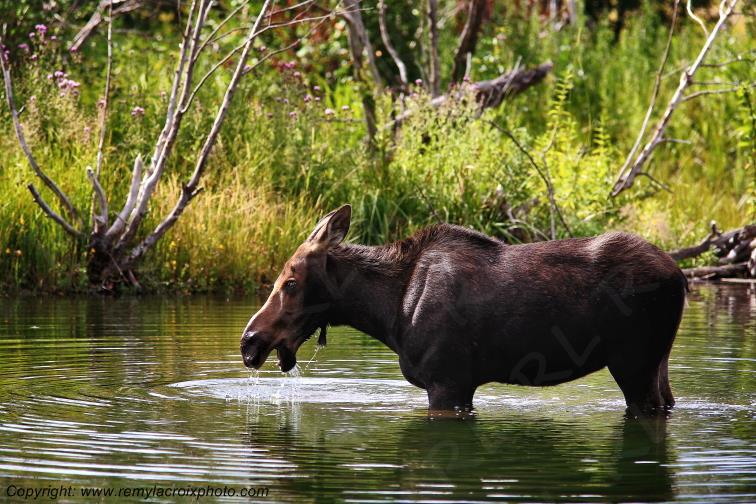 Elan femelle Moose Orignal Grand Teton National Park Wyoming www.remylacroixphoto.com