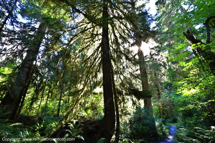 Hoh Rain Forest Olympic National Park Washington USA www.remylacroixphoto.com