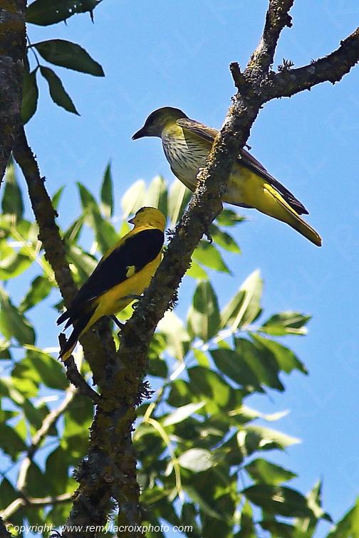Loriots d'Europe couple Tranzault Indre France www.remylacroixphoto.com