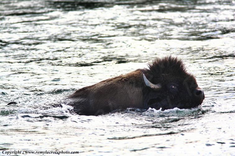 North American Buffaloes Bisons Yellowstone river Wyoming USA www.remylacroixphoto.com