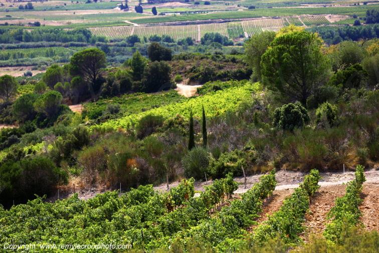 Vignoble du Haut-Fitou Corbi�res Aude France