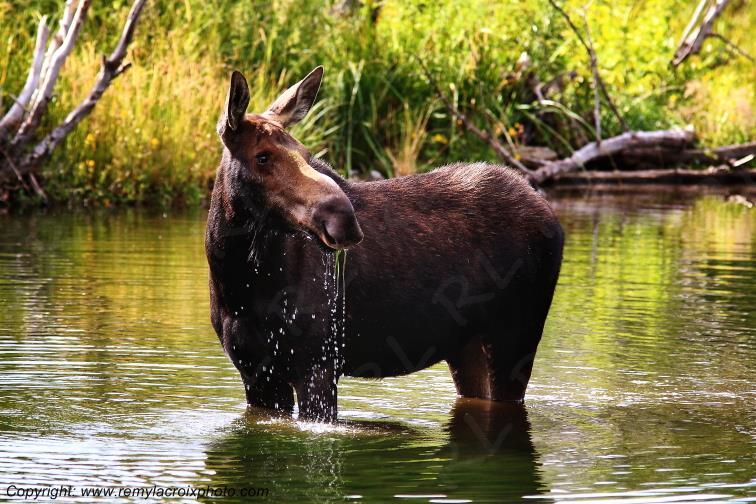 Elan femelle Moose Orignal Grand Teton National Park Wyoming www.remylacroixphoto.com