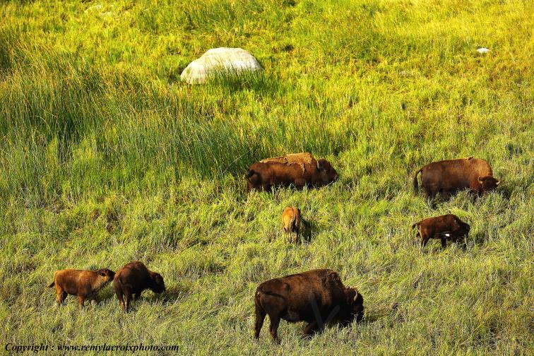 Bisons d'Am�rique american buffalo Yellowstone River www.remylacroixphoto.com