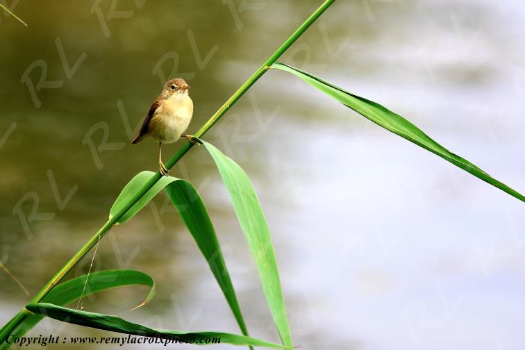 Rousserolle effarvatte parc naturel r�gional de la Brenne Indre Berry Centre Val de Loire France