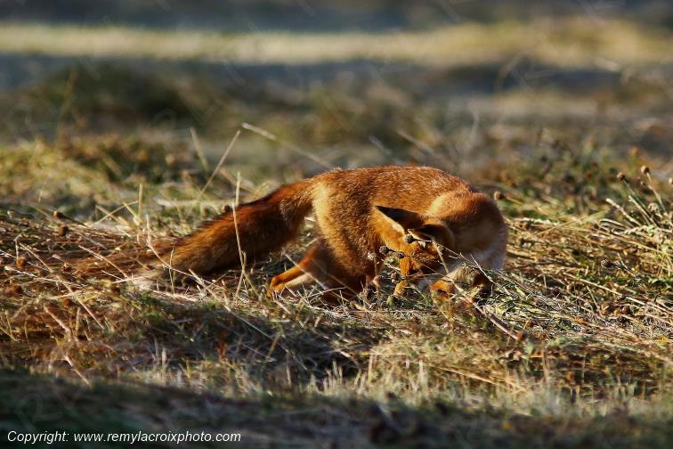 Renard Roux Val de Bouzanne Indre Berry Centre Val de Loire France www.remylacroixphoto.com