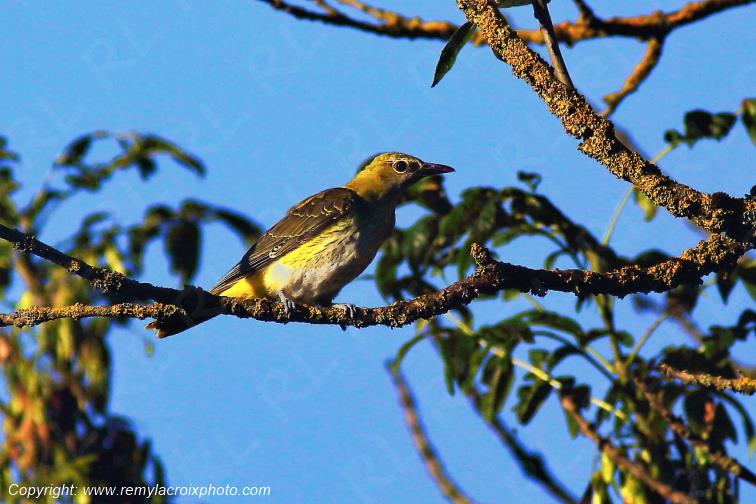 Loriot d'Europe femelle Tranzault Indre France www.remylacroixphoto.com