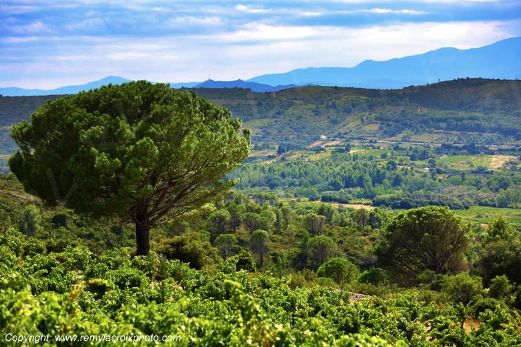 Haut Fitou vignoble Corbi�res Aude Occitanie France www.remylacroixphoto.com