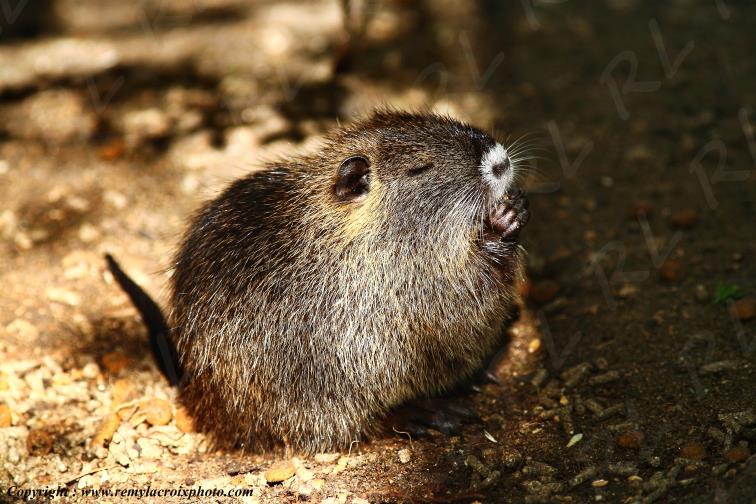 Ragondin Marais Ile d'Ol�ron Charente Maritime France www.remylacroixphoto.com
