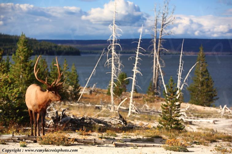 Wapiti Yellowstone National Park Wyoming USA www.remylacroixphoto.com