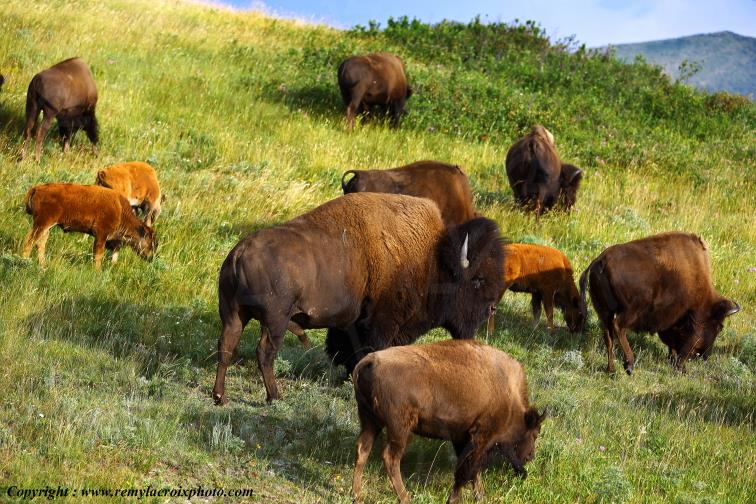 Bisons American Buffaloes Waterton Lakes National Park Alberta Canada www.remylacroixphoto.com