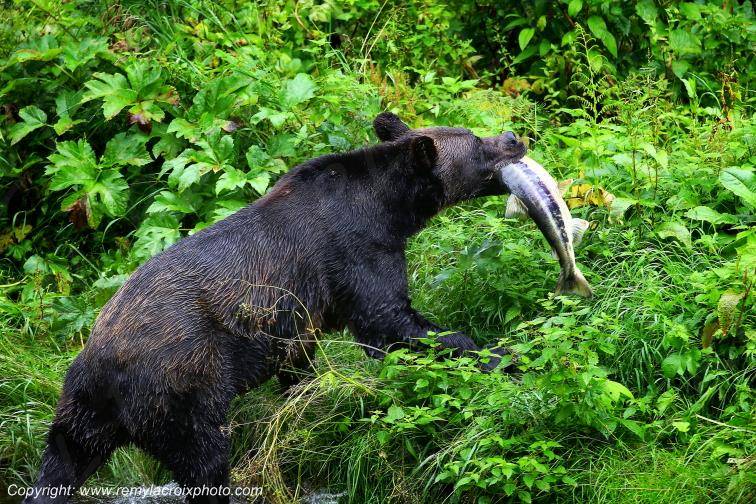 Grizzly Bear Ours Brun Fish Creek Alaska USA www.remylacroixphoto.com