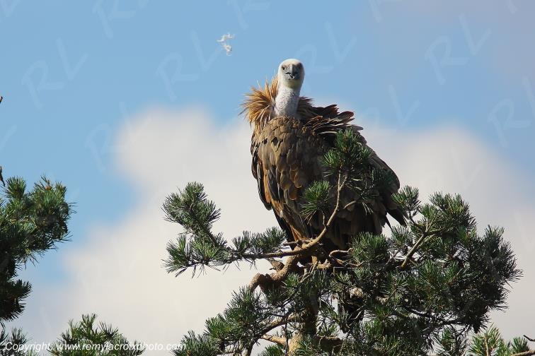 Vautour Fauve Sainte Lucie Loz�re Occitanie France www.remylacroixphoto.com