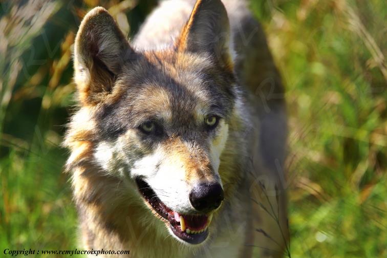 Loups du G�vaudan Loz�re Occitanie France www.remylacroixphoto.com