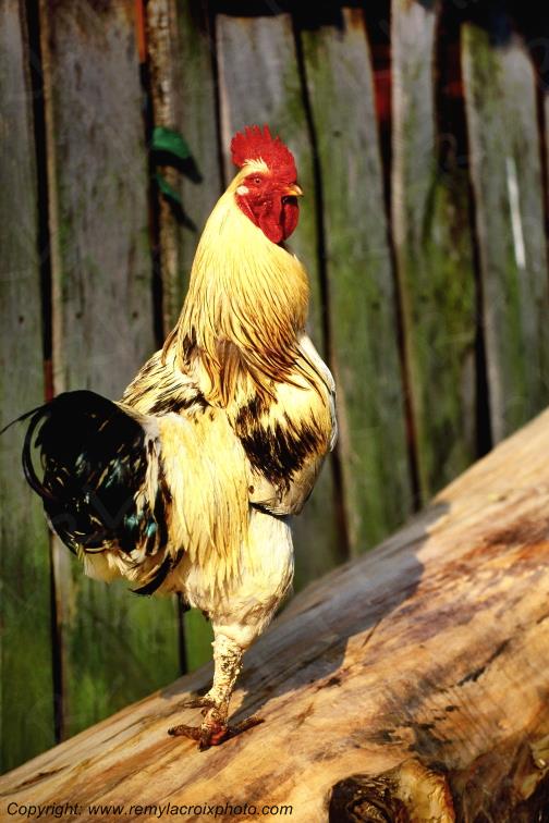 Coq Salistea de Sus Maramures Roumanie Romania www.remylacroixphoto.com