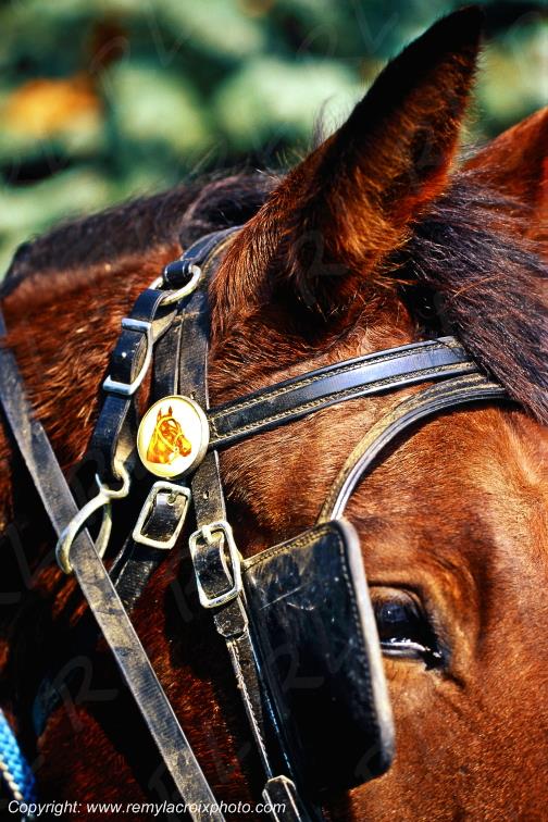 Amish Horse Cheval Lancaster Dutch County Pennsylvania Pennsylvanie USA www.remylacroixphoto.com