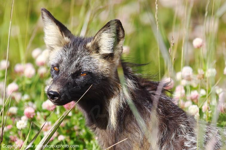 Arctic Fox Tweedsmuir Park British Columbia Canada www.remylacroixphoto.com