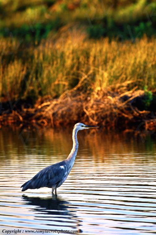 H�ron cendr� le Teich Gironde Aquitaine France www.remylacroixphoto.com
