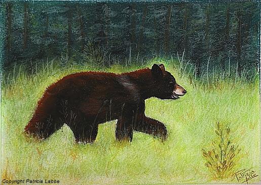 Ours Noir, Montana, USA. Dessin crayons pastels, 20x28 cm