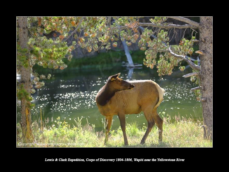 Lewis & Clark Expedition Corps of Discovery 1804-1806 Wapiti
