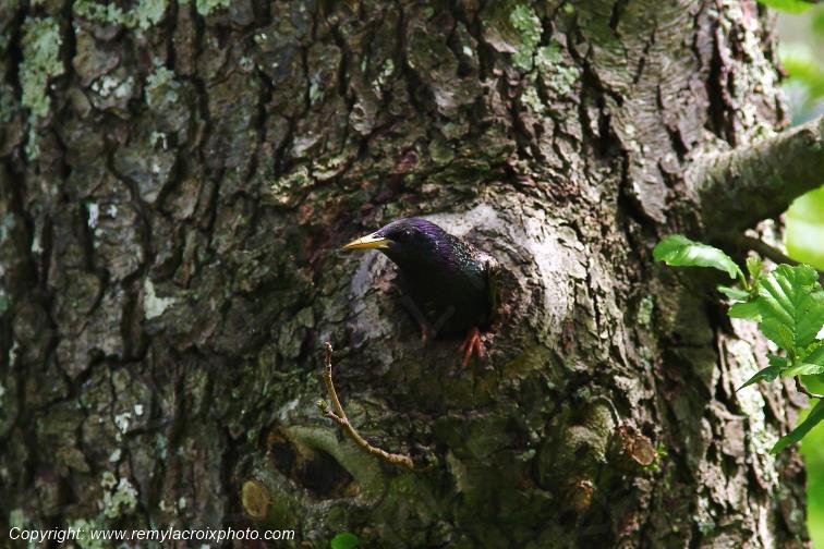 �tourneau nich�e Allier Auvergne Rh�ne Alpes France www.remylacroixphoto.com