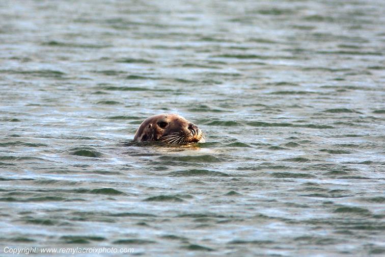 Phoque Kilmore Quay Wexford Irlande Ireland www.remylacroixphoto.com