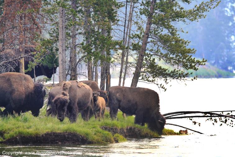 North American Buffaloes Bisons Yellowstone river Wyoming USA www.remylacroixphoto.com