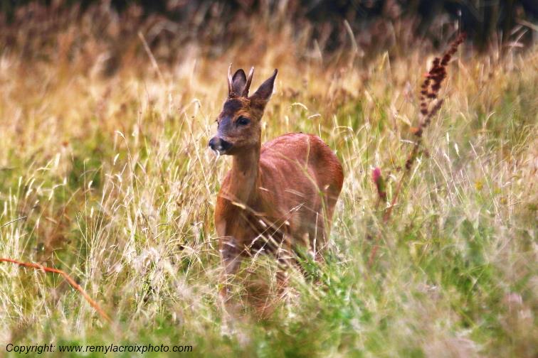 Chevreuil brocard Tranzault Indre Centre Val de Loire France www.remylacroixphoto.com