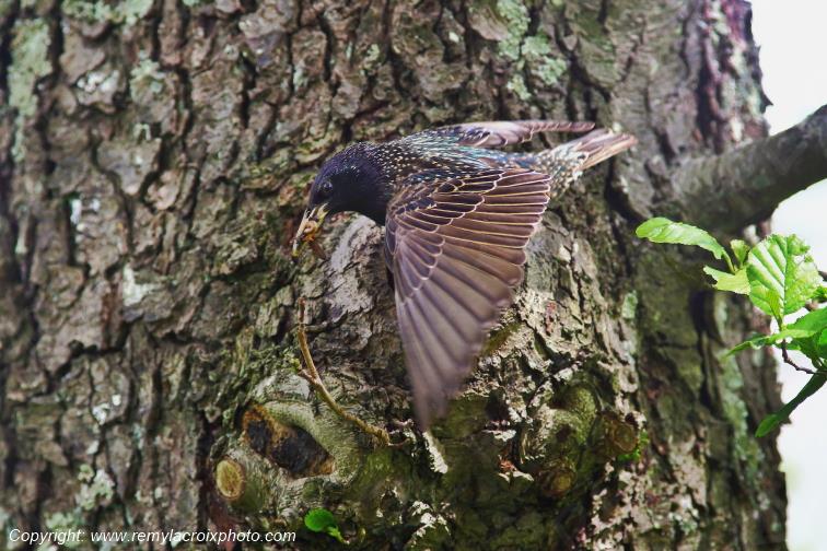 �tourneau nich�e Allier Auvergne Rh�ne Alpes France www.remylacroixphoto.com