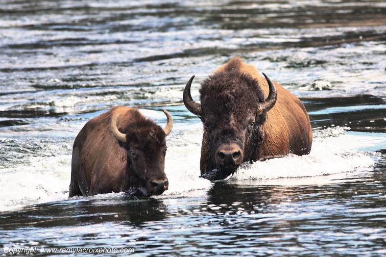 North American Buffaloes Bisons Yellowstone river Wyoming USA www.remylacroixphoto.com