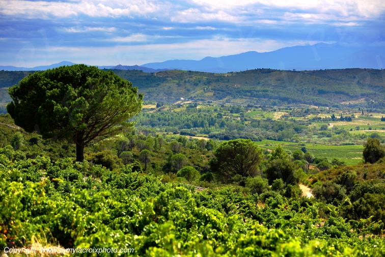 Haut Fitou vignoble Corbi�res Aude Occitanie France www.remylacroixphoto.com