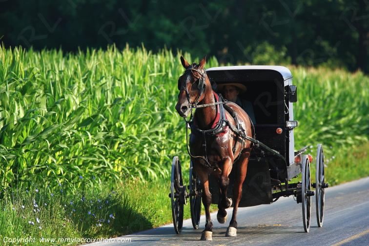 Paradise Lancaster Dutch County Amish Buggy Pennsylvania Pennsylvanie USA ww.remylacroixphoto.com