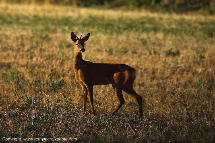 Chevreuil brocard Tranzault Indre Centre Val de Loire France www.remylacroixphoto.com